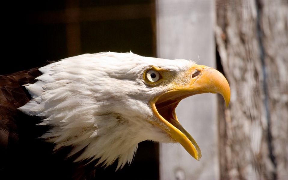 美国国鸟,凶猛的白头海雕,你知道它的叫声是怎样的吗?