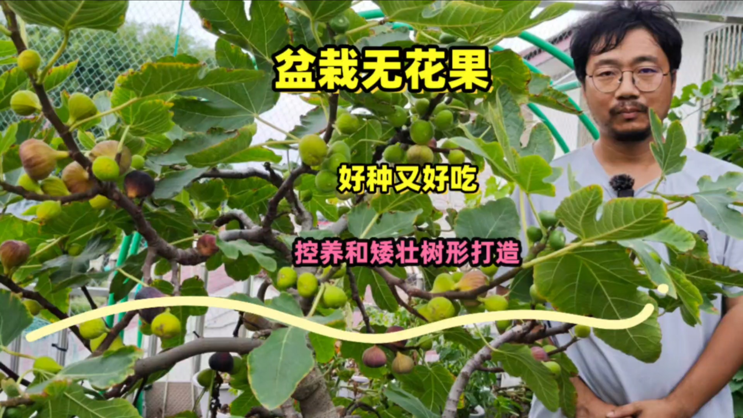 盆栽无花果矮壮树形和控养技术来了，用花盆也可以种出几百个果子