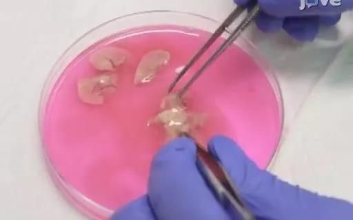 [图]小鼠肝脏灌流提取细胞（Mouse liver perfusion）