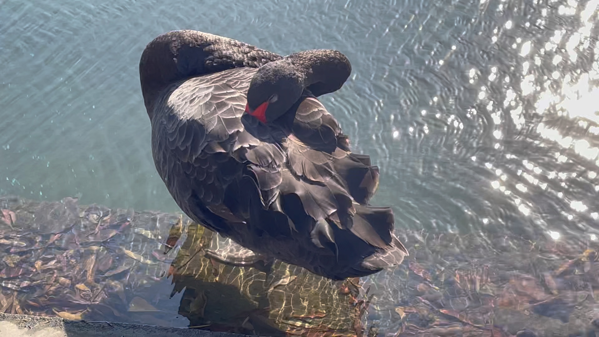 黑天鹅奇行录之站立睡觉