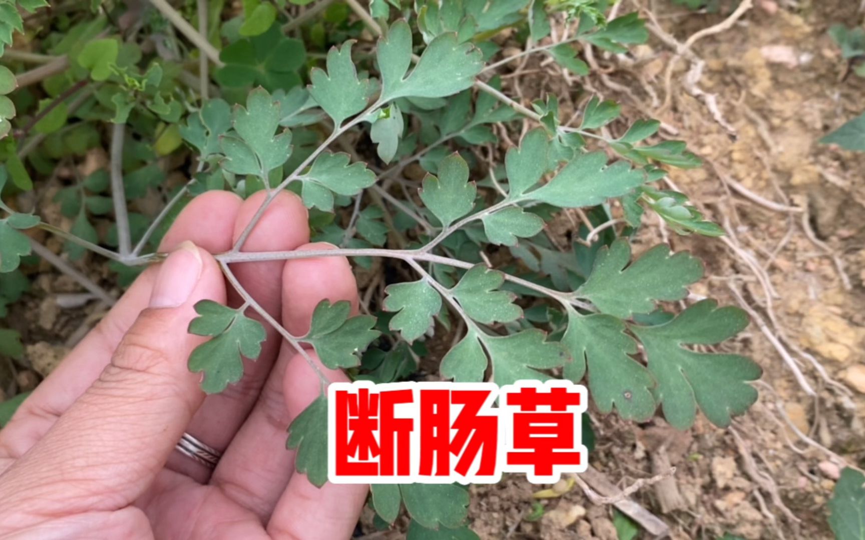 黄堇别名"断肠草",以前打猪草都不敢割来喂猪,千万当野菜!
