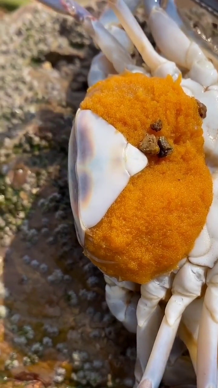海边赶海退大潮,发现一只怀孕的螃蟹,还有许多奇怪的海洋小生物