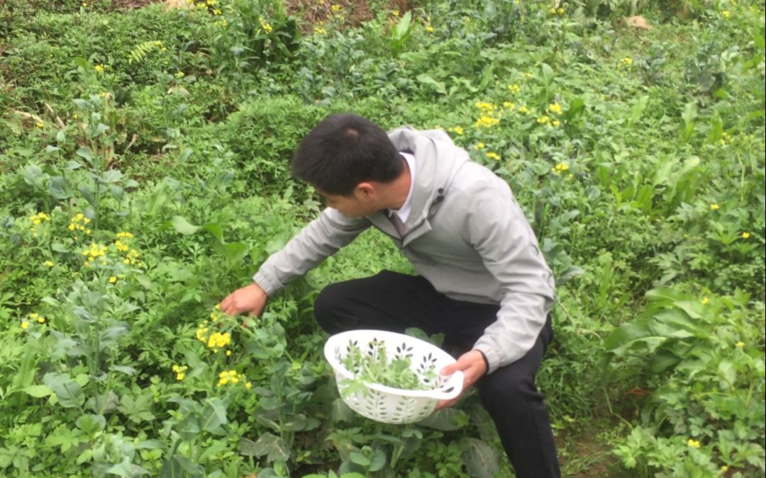 春季农村最火爆的野菜!功能强大浑身都是宝,全村人都在疯狂采摘哔哩哔哩bilibili