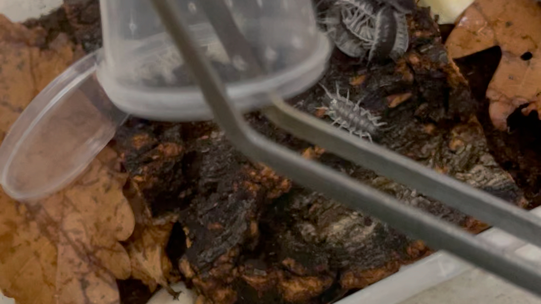 活动作品塞维利亚鼠妇入盒