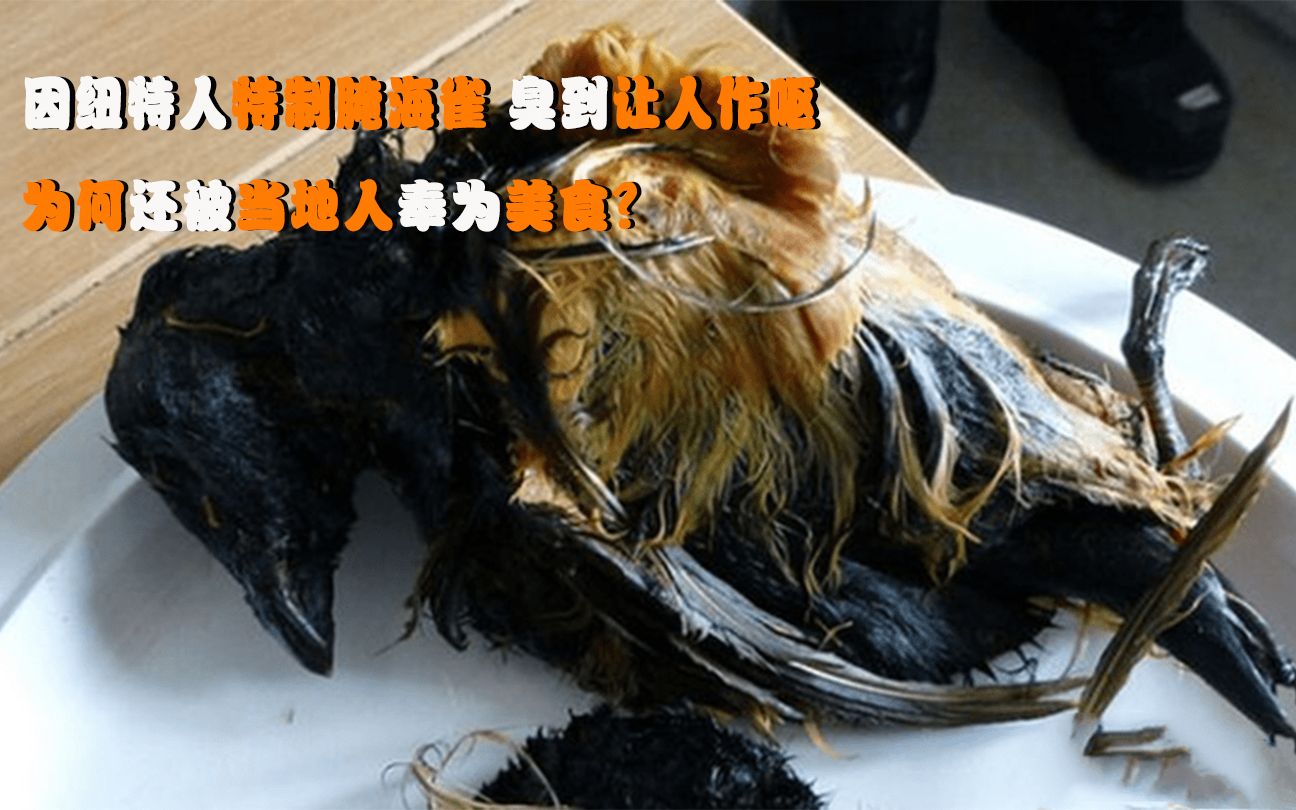 因纽特人特制腌海雀,臭到让人作呕,为何还被当地人奉为美食?