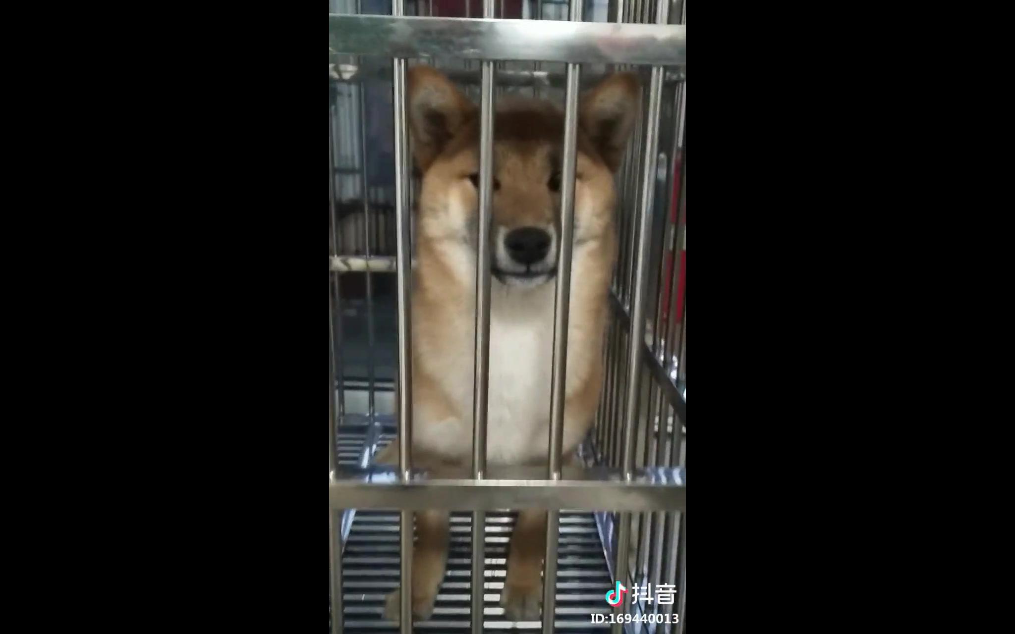 柴犬深情演绎铁窗泪