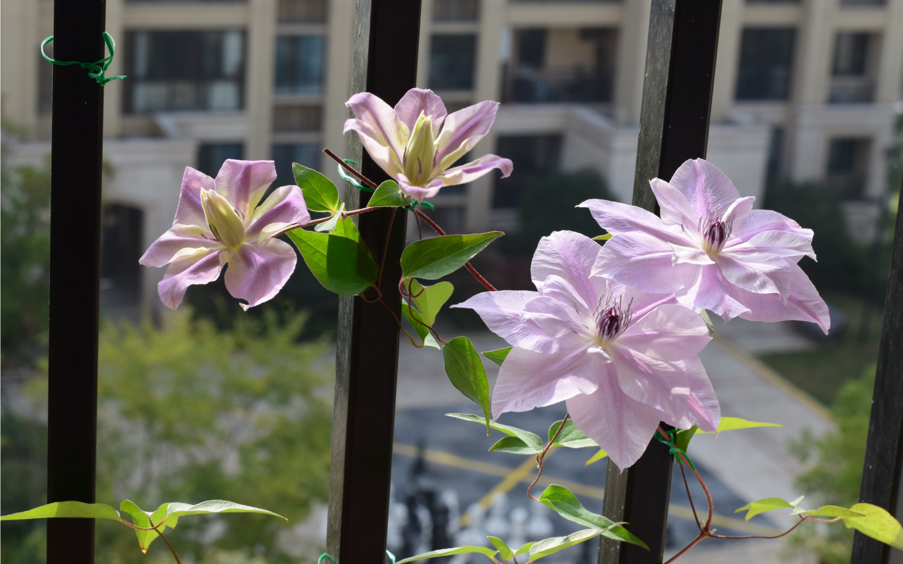 铁线莲,花都开了,虽然只有几朵,但倒影真的很美