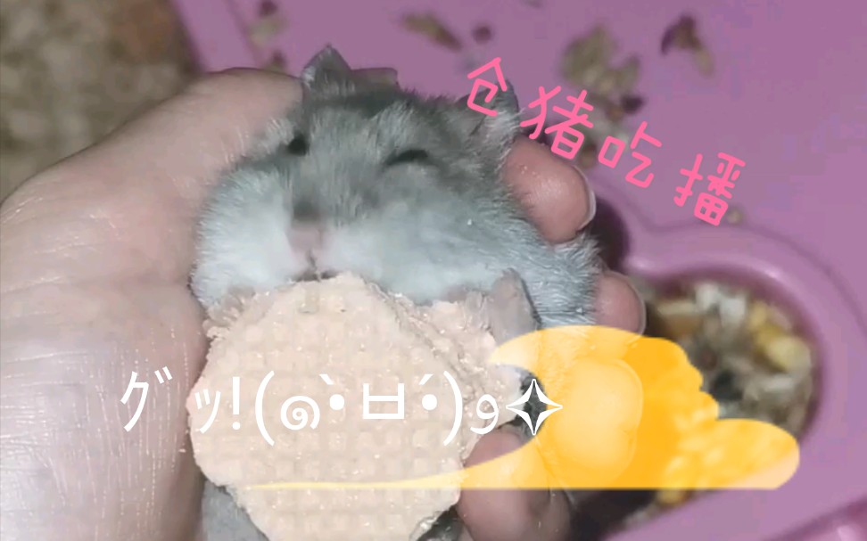 不会吧不会吧不会真有人看仓鼠吃威化饼干五分钟吧