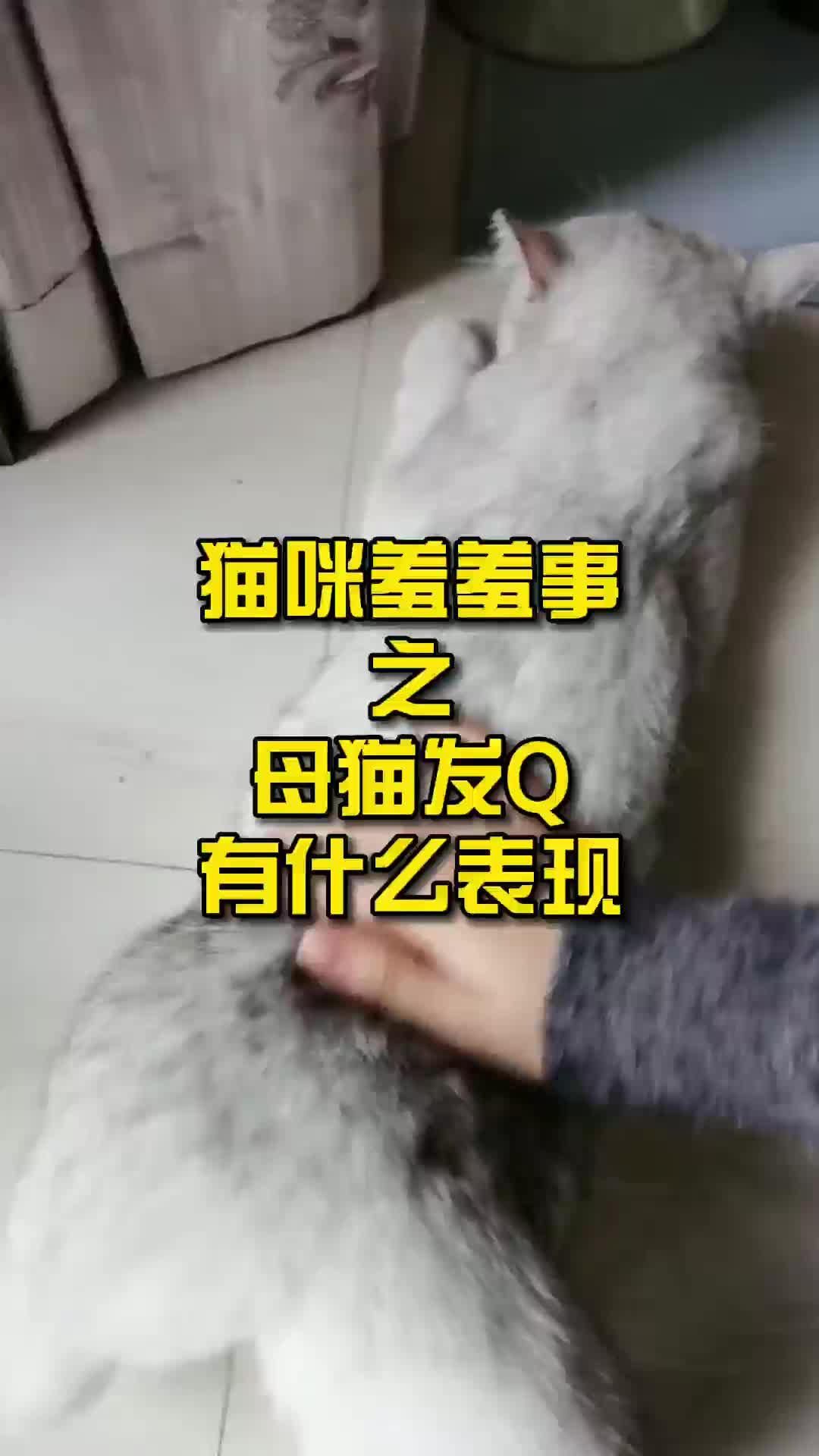 猫咪羞羞事之母猫发情有什么表现哔哩哔哩bilibili