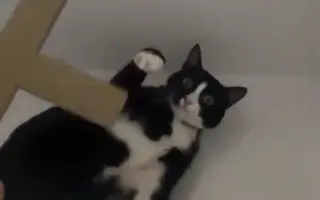 猫十字社 哔哩哔哩 Bilibili
