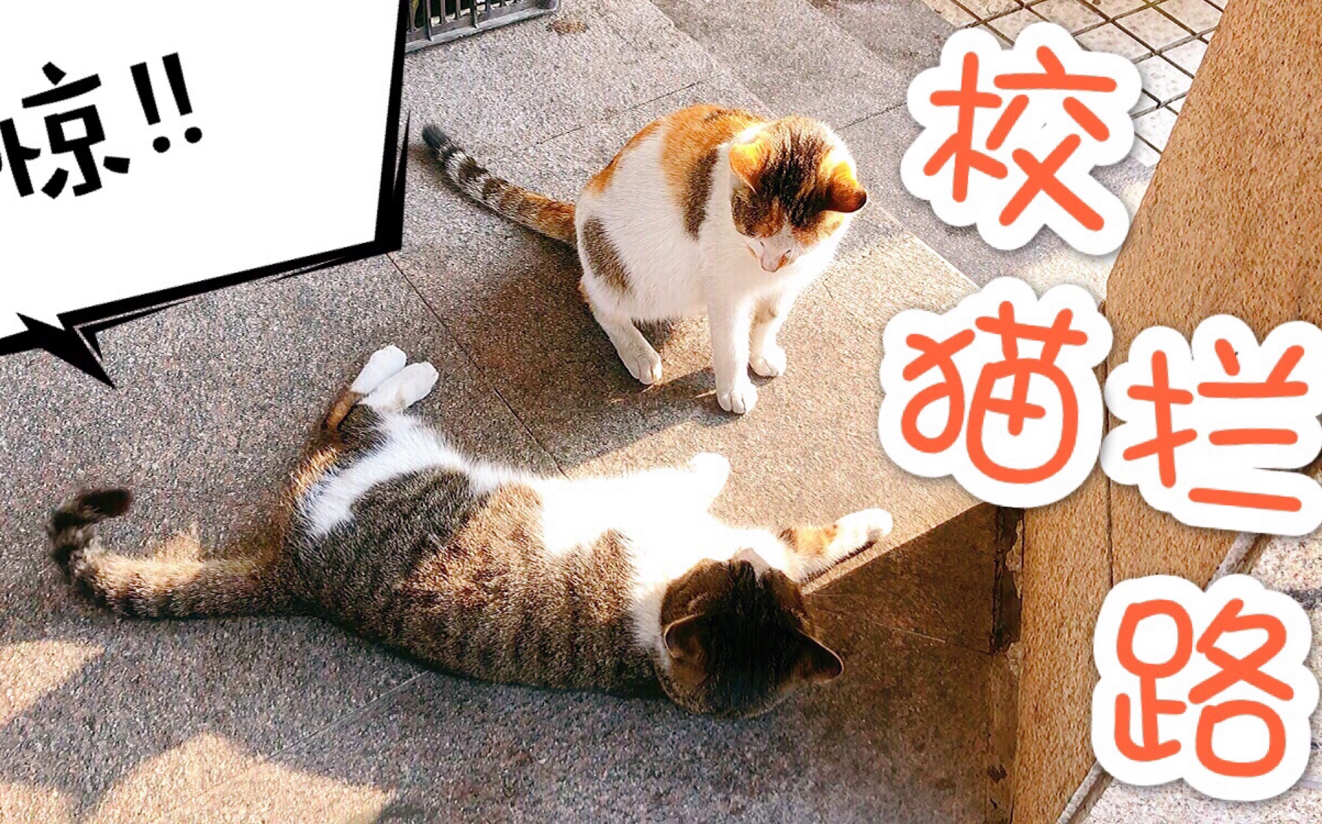 惊!交大校猫拦路!那些出现在我生活中的噬元兽们哔哩哔哩bilibili