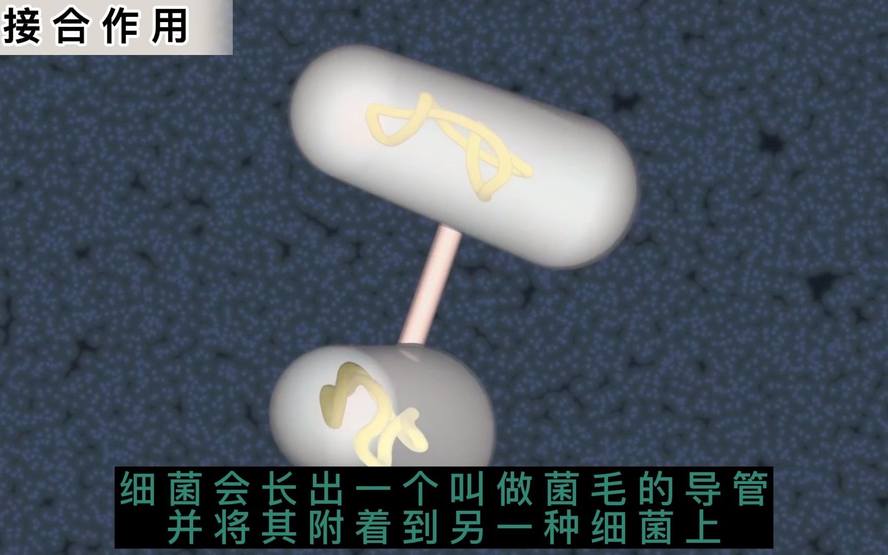 细菌遗传物质的交换重组基因交流水平转移哔哩哔哩bilibili