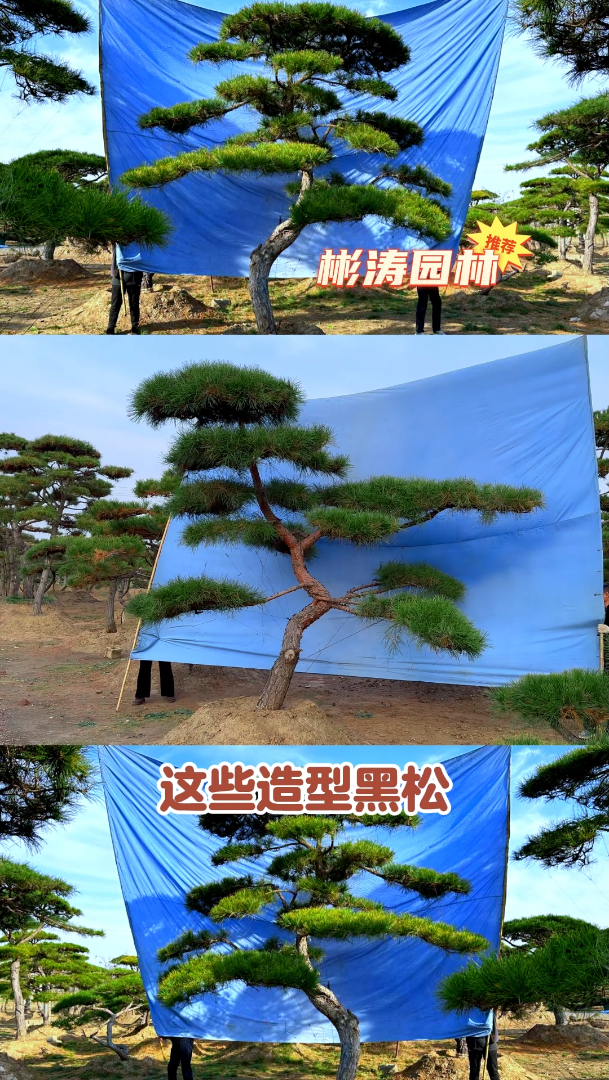 这些造型黑松栽种庭院,给寒冷的冬天带来色彩!