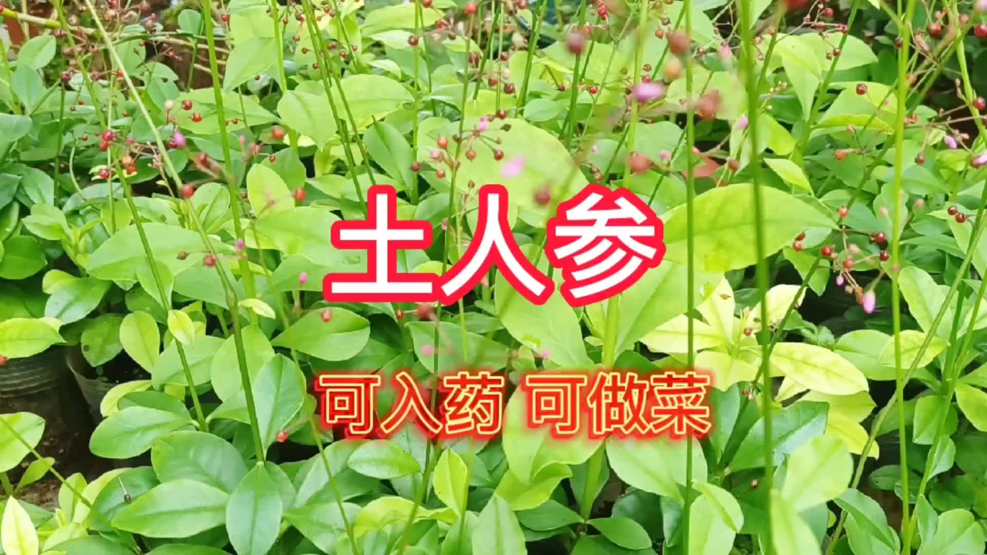 野生的土人参全身都是宝,叶子能做菜,根可以用来煲汤,你吃过吗哔哩哔哩bilibili