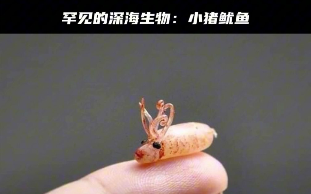 罕见的深海生物:小猪鱿鱼,神似小猪佩奇哔哩哔哩bilibili