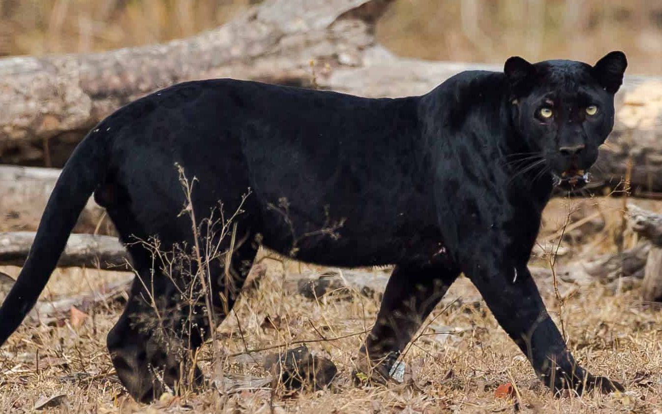 塔多巴的黑化花豹 让人想到奇幻森林的巴希拉