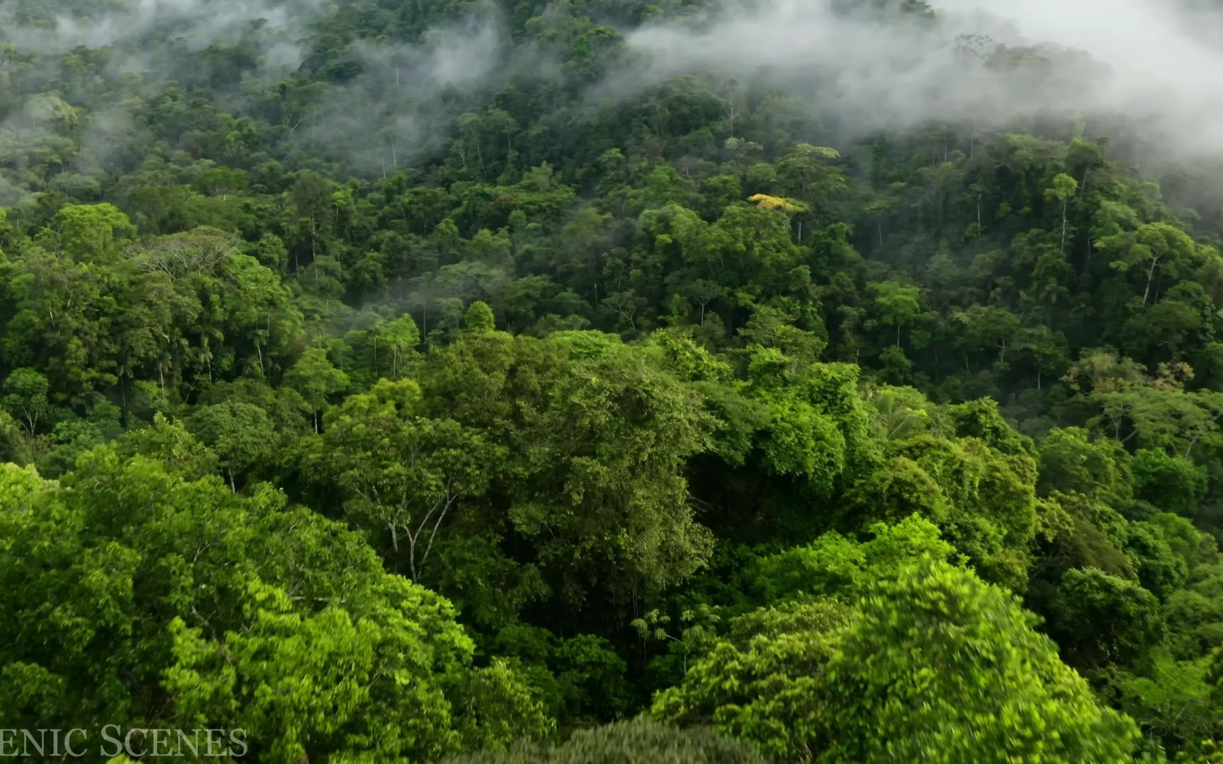 [4k 60fps]地球之肺—亚马逊森林