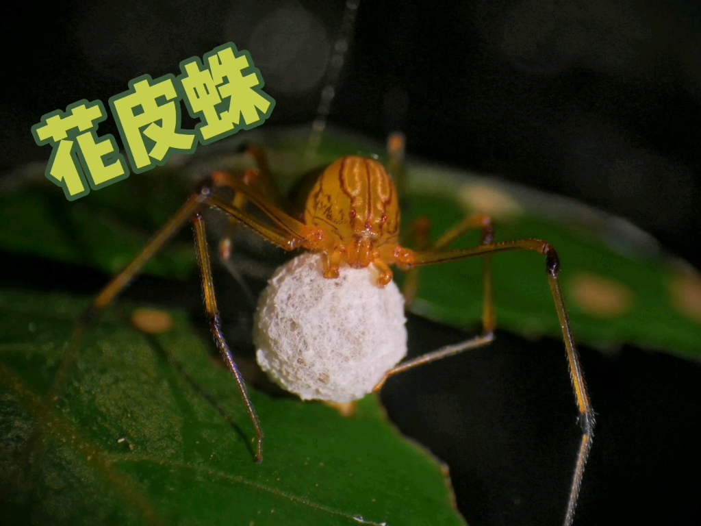 喷液异骇一一花皮蛛