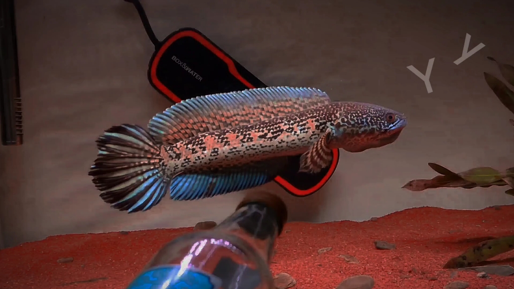 黄金眼镜蛇雷龙鱼