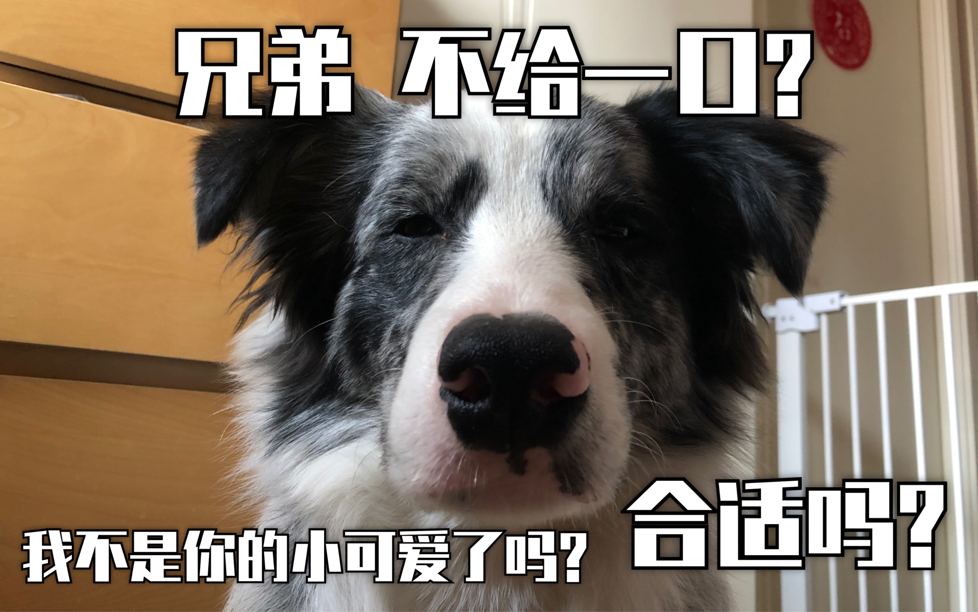 边牧恬不知耻的要饭