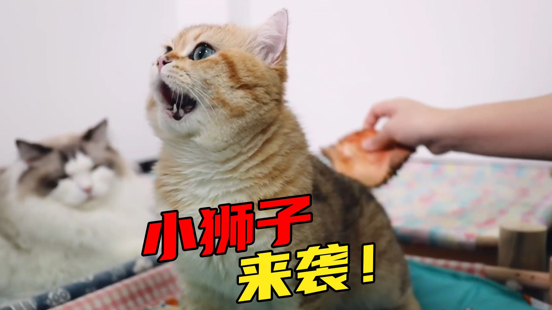 拿榴莲皮给猫咪梳毛,差点爽到迷离了!猫:别停啊!哔哩哔哩bilibili