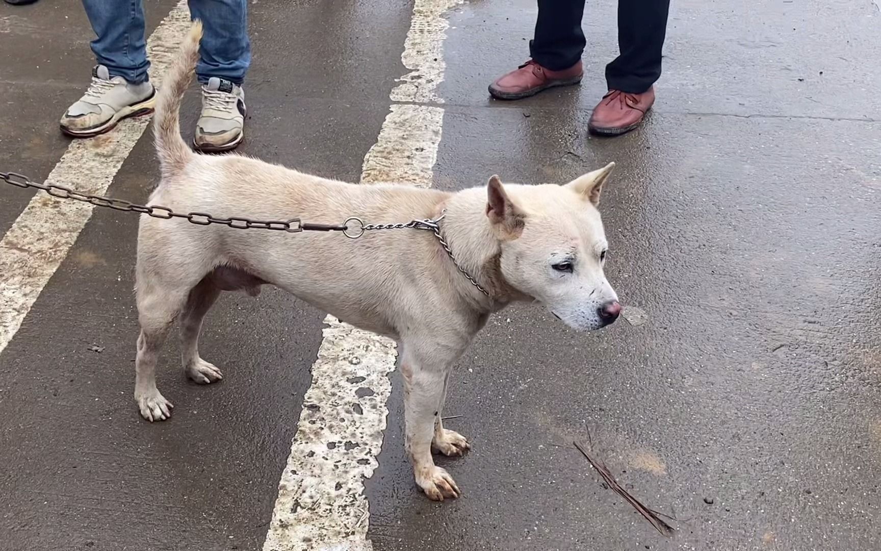 这只师傅狗真彪悍,头版体格性格完美,一脸的战绩,猎性杠杠滴.