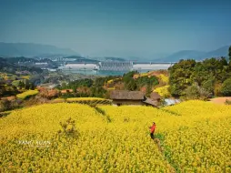 Video herunterladen: 在油菜花田里 看国之重器三峡大坝 像在画中游#三峡大坝 #油菜花