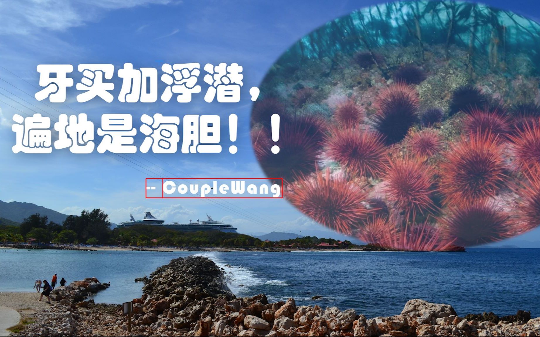 [图]牙买加浮潜，遍地是海胆！|| Diving in Jamaica, sea urchins everywhere!