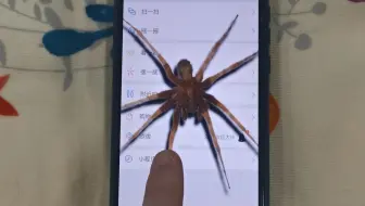 教你在微信养只大蜘蛛，一打开微信就爬出来，好吓人
