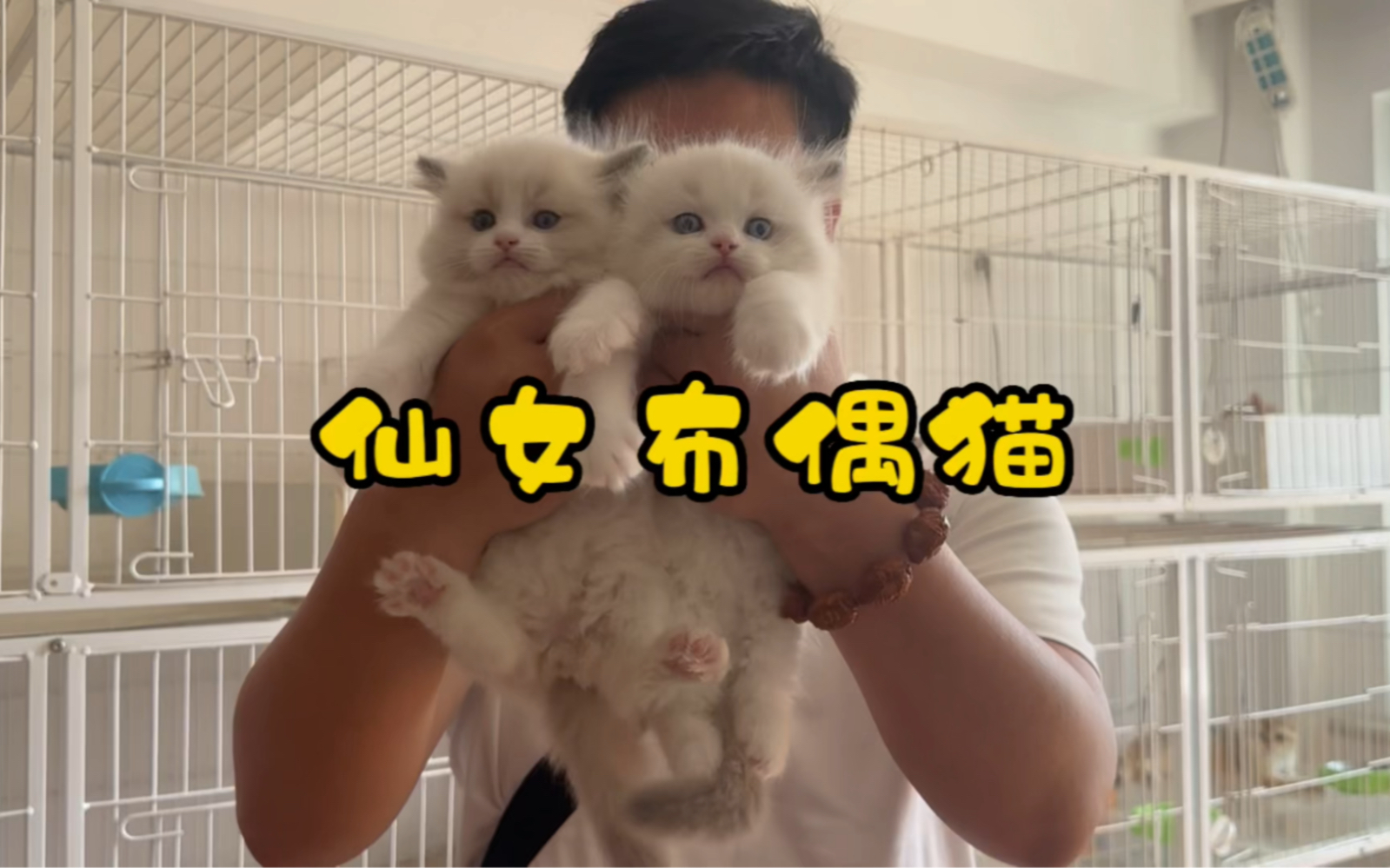 仙女猫!布偶猫!哔哩哔哩bilibili