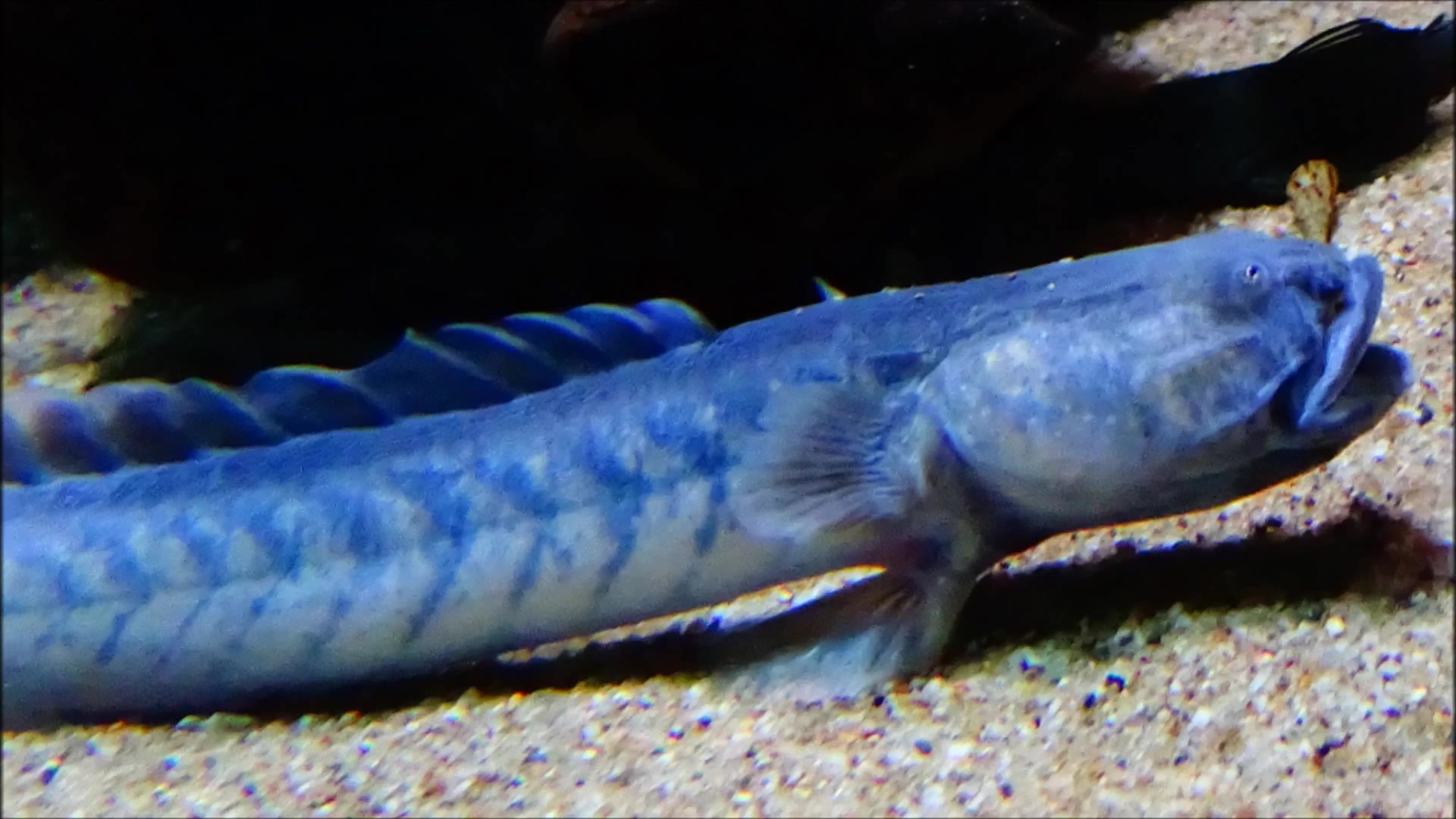 【水族馆】【南美北部】体长最长的虾虎——南美鳍龙哔哩哔哩bilibili