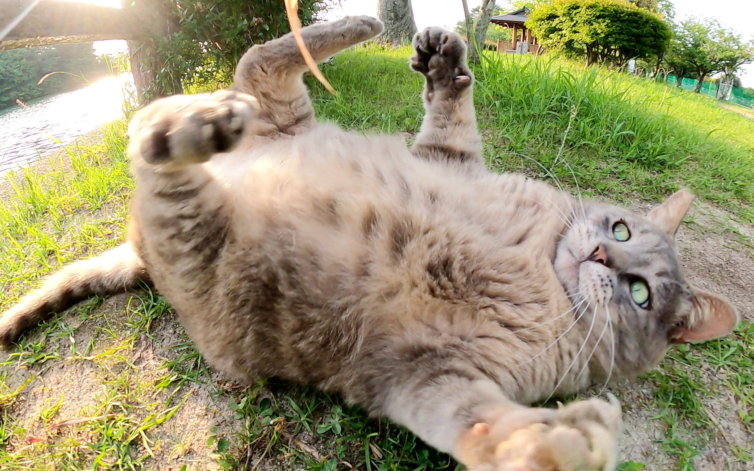 肥灰猫躺下玩玩具