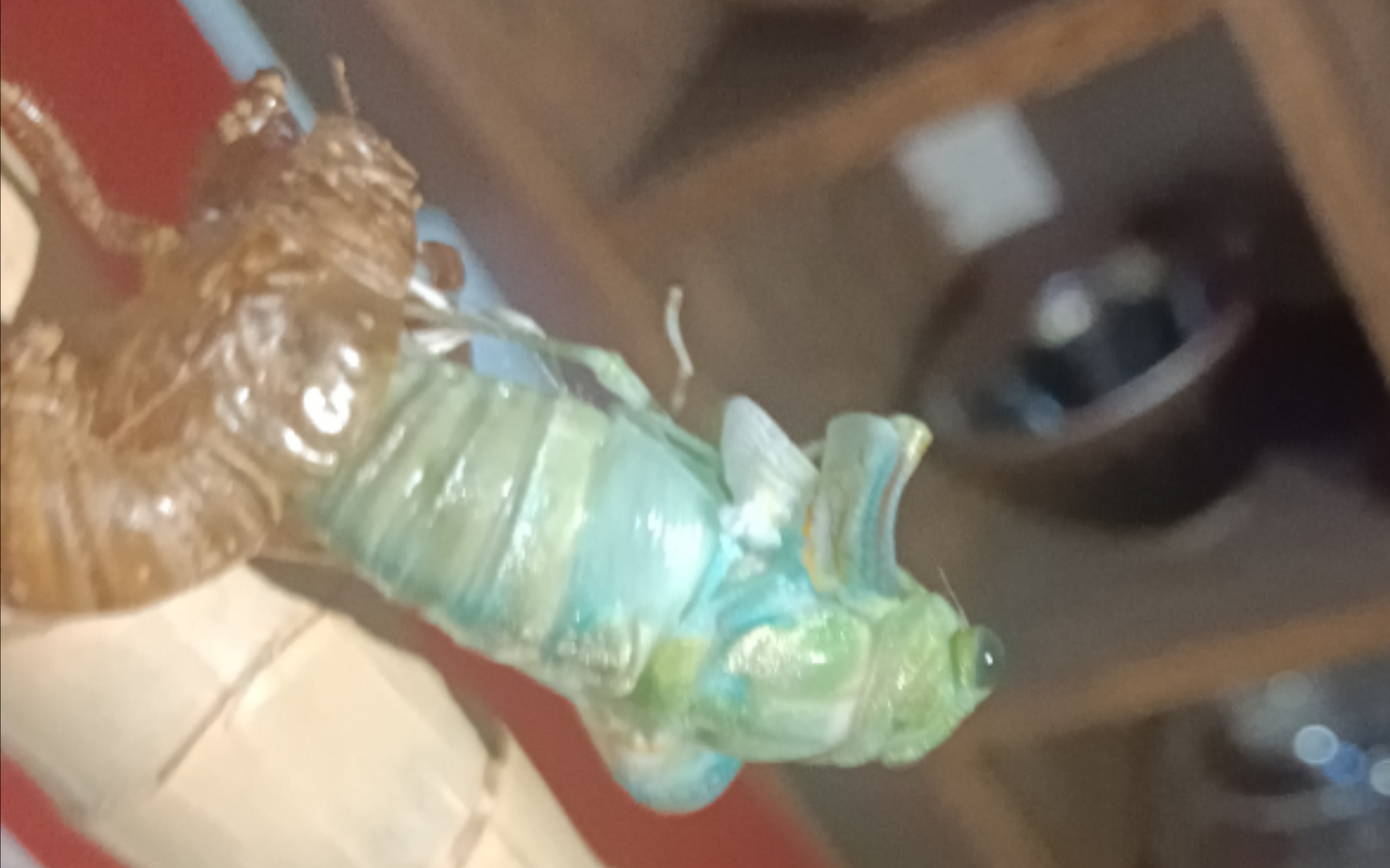 有没有文人能形容一下 蝉蜕壳