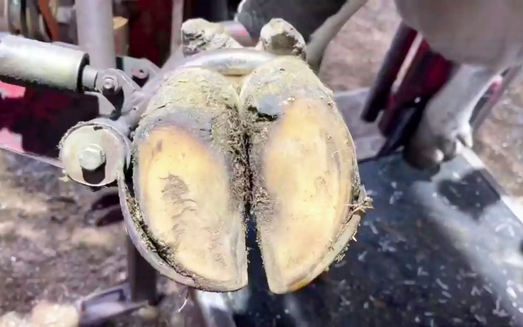 裂开的牛蹄会给奶牛造成怎样的后果