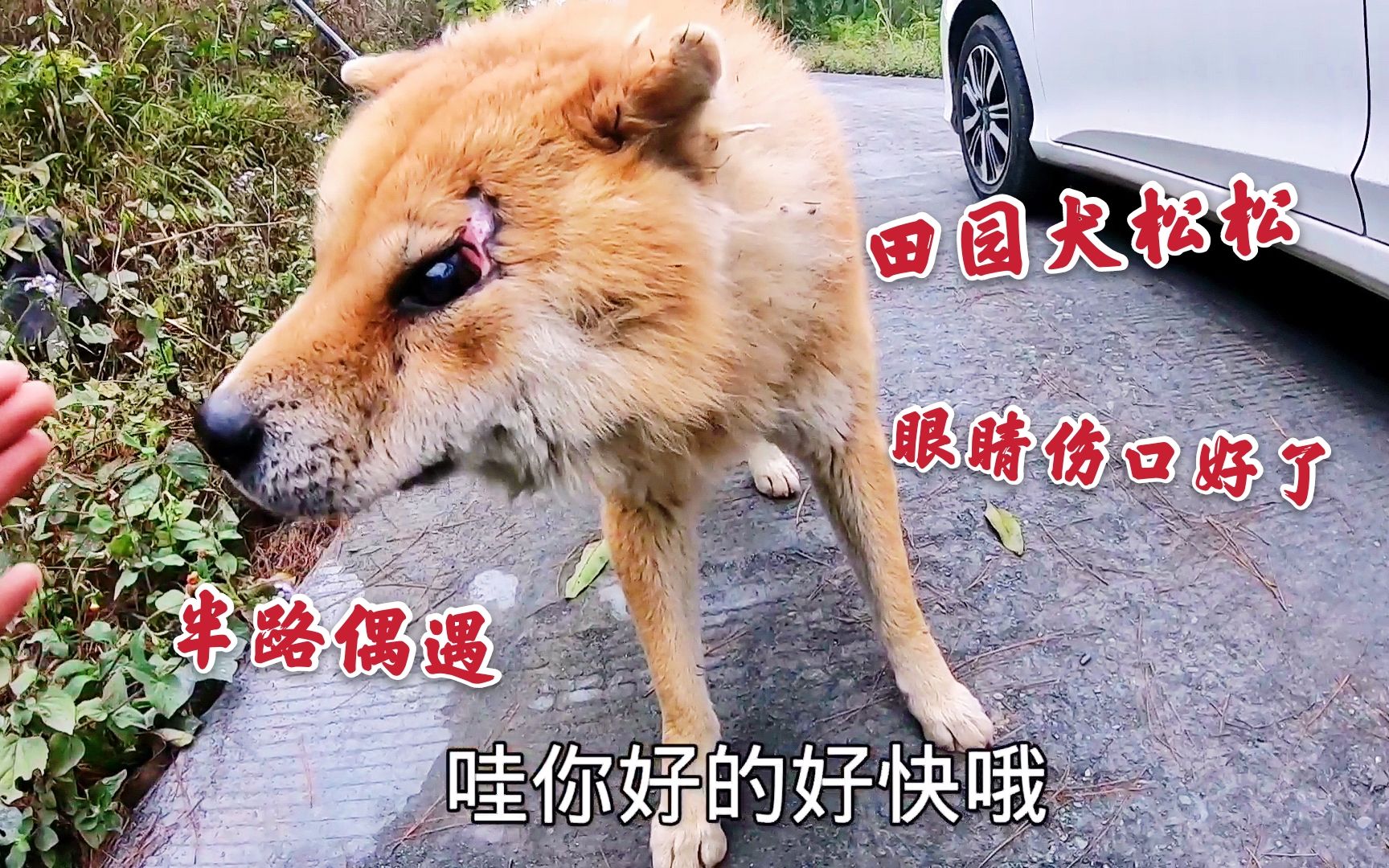 半路偶遇田园犬松松,眼睛伤势恢复得很好,那个大窟窿也长满肉了哔哩哔哩bilibili