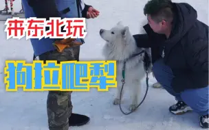 Скачать видео: 东北人常说的“狗拉爬犁”，究竟好不好玩。【大根vlog】