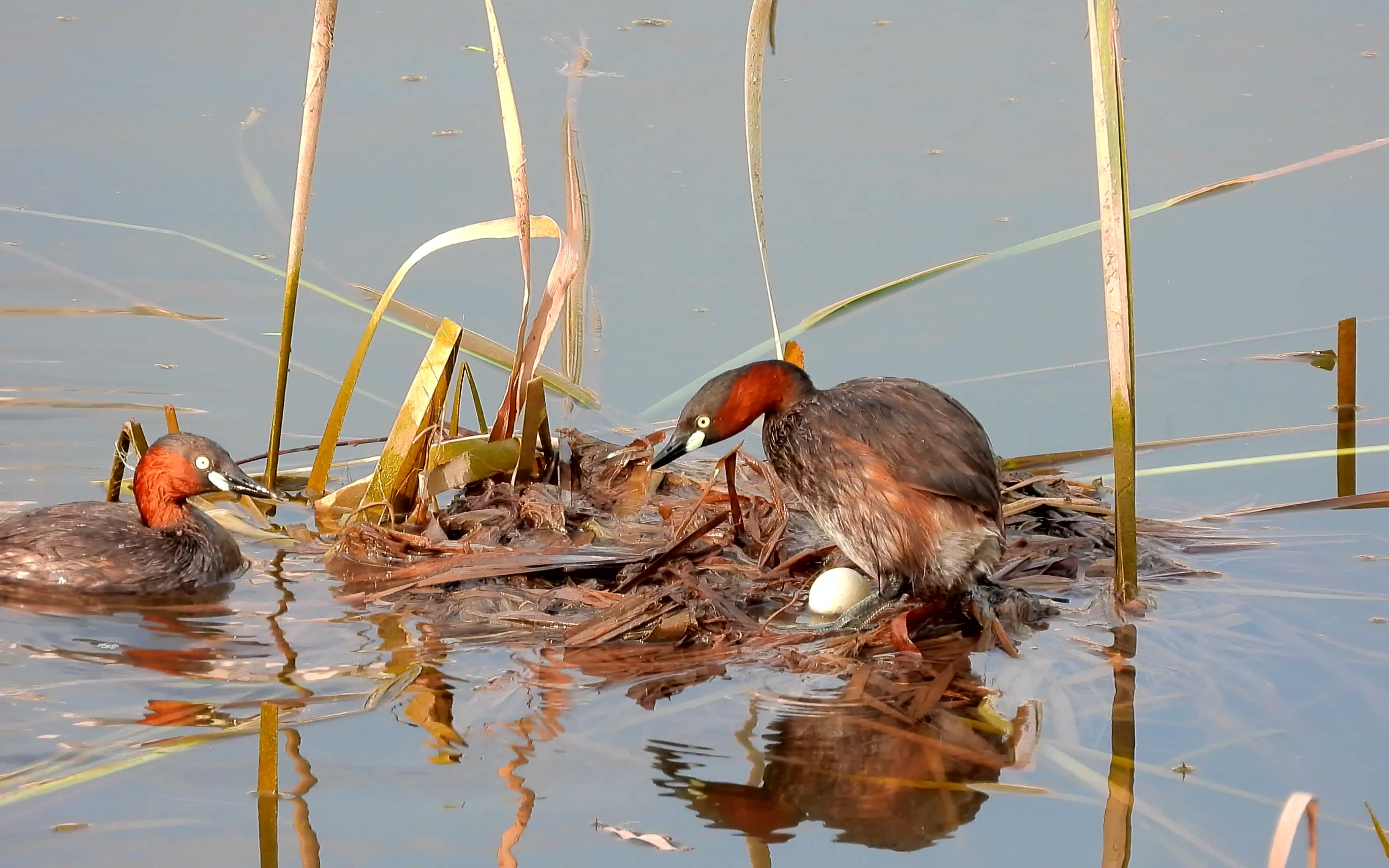 水中的野鸭子小鷿鷈下蛋了,母鸟才下了一个蛋,就累成这个样子_哔哩