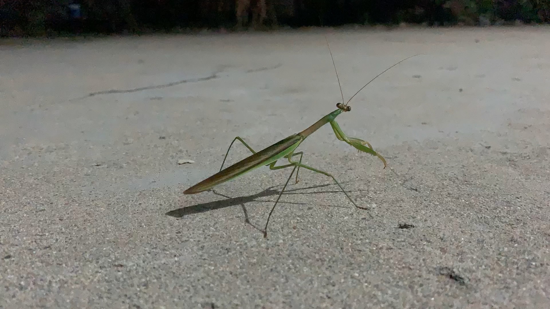 螳螂|老家院子里一只10cm长的大螳螂
