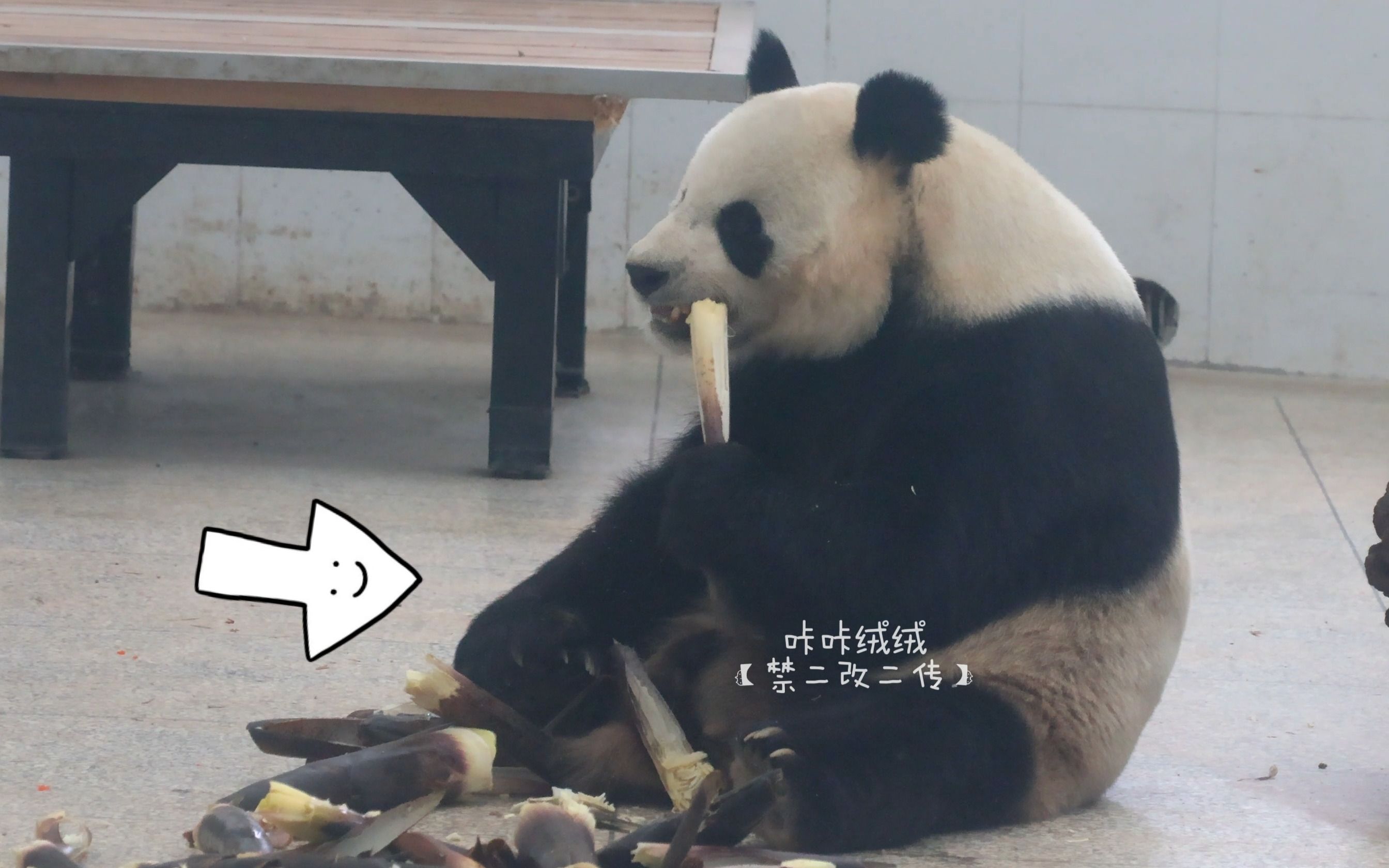 【大熊猫阿宝】吃饭香香的秘诀,抓着jiojio吃