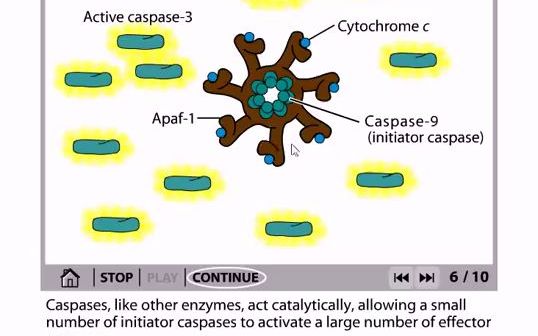 [图]The mitochondrial pathway of apoptosis