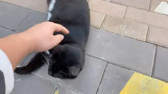 下载视频: 这条街的招财猫！