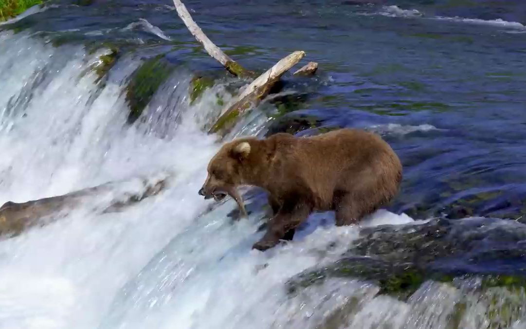 【稀奇动物】灰熊:真正的北方之王