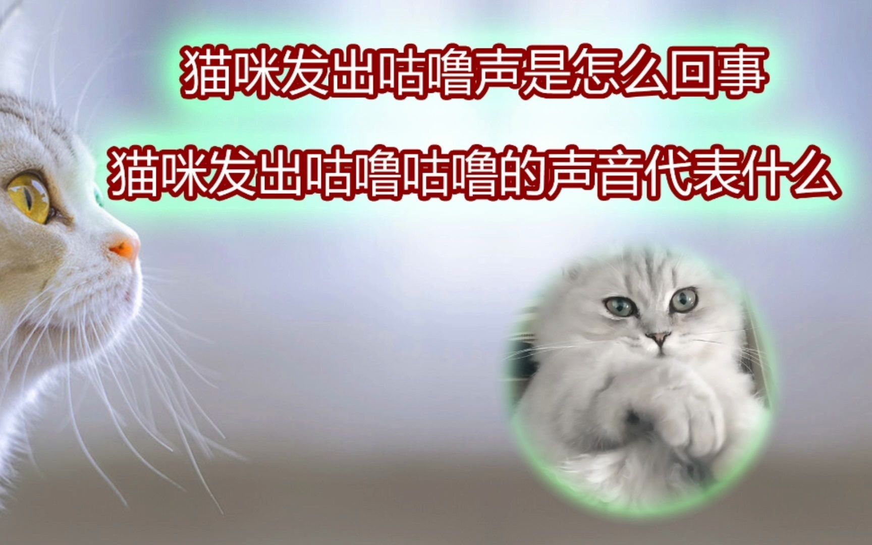 猫咪发出咕噜咕噜的声音代表什么哔哩哔哩bilibili