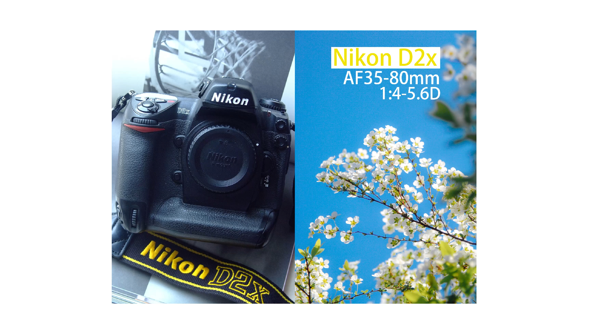 Nikon | 尼康还有啥坏心思,拍不了妹子就拍花花咯| 尼康D2X |春天的气息扑面而来|哔哩哔哩bilibili