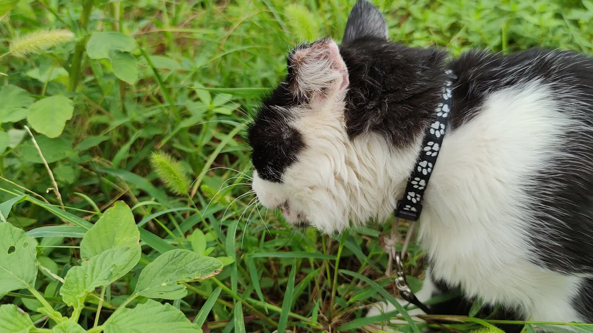 狗尾巴草是天然猫草