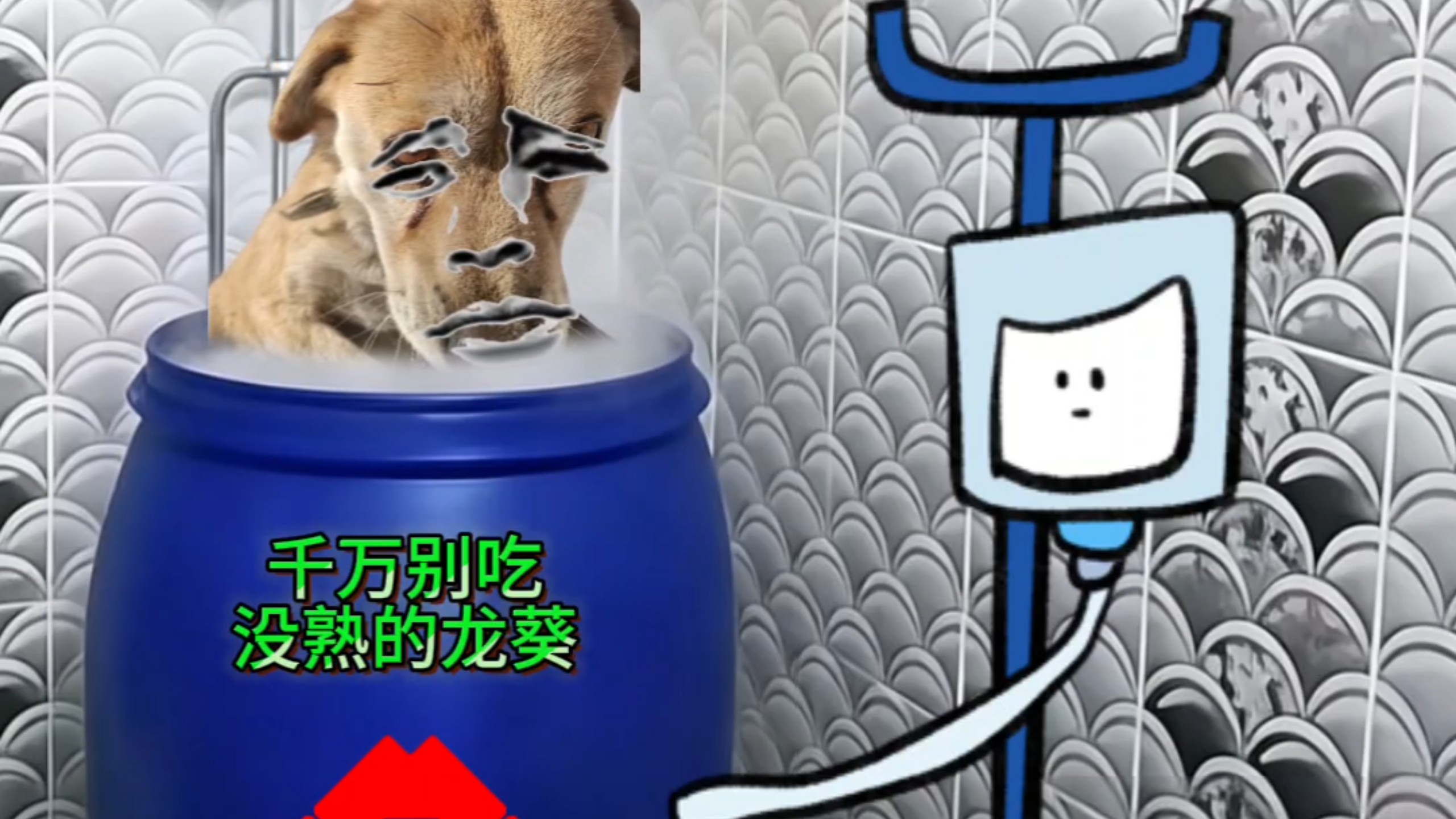 千万别吃没熟的龙葵