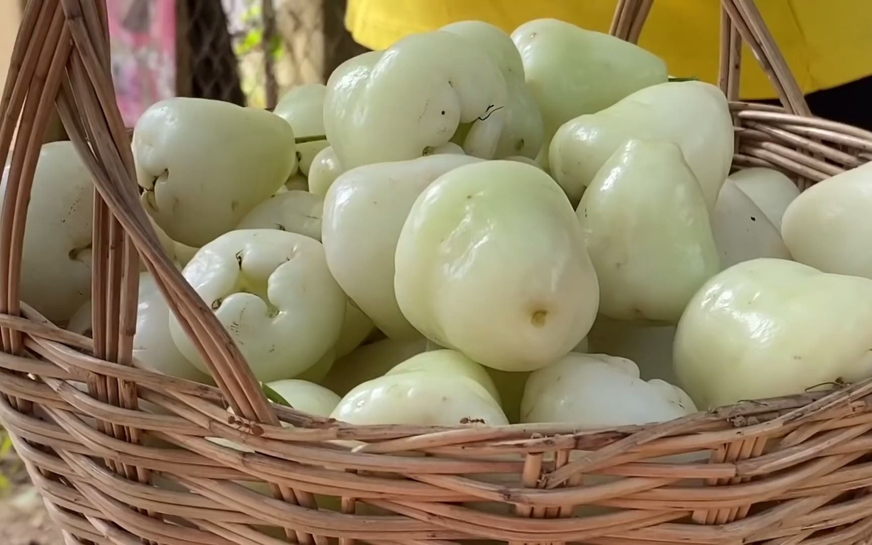 【大自然厨房】你见过白莲雾吗_哔哩哔哩 (゜-゜)つロ 干杯~-bilibili