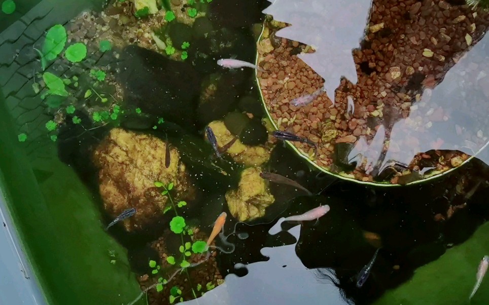 脱壳丰年虾卵 B站