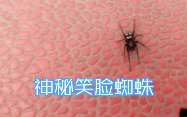 神秘笑脸蜘蛛惊现球场