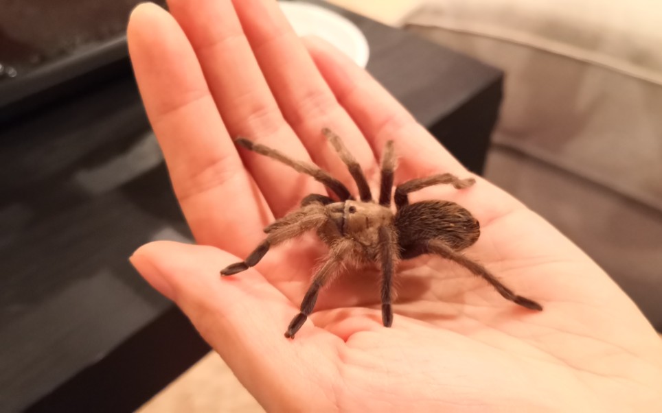 亚利桑那白金捕鸟蛛/墨西哥金背捕鸟蛛 10月20日喂食